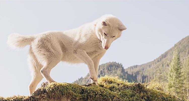 Cachorra resgatada vira modelo e inspiração para fotógrafo canadense