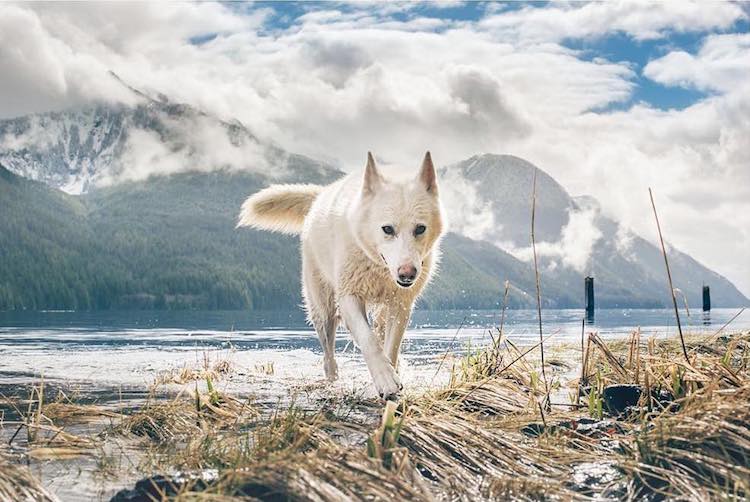 Cachorra resgatada vira modelo e inspiração para fotógrafo canadense