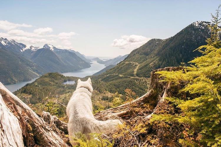 Cachorra resgatada vira modelo e inspiração para fotógrafo canadense