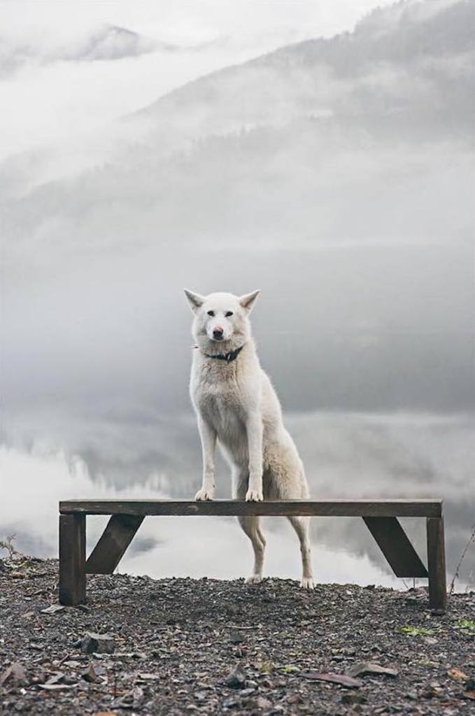 Cachorra resgatada vira modelo e inspiração para fotógrafo canadense