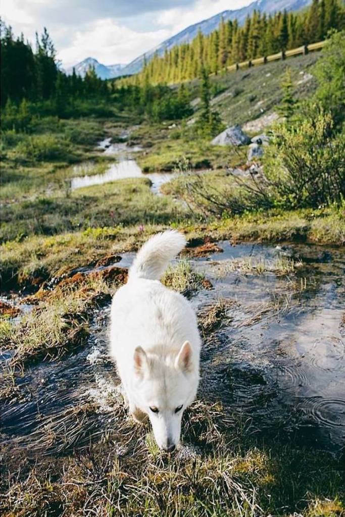 Cachorra resgatada vira modelo e inspiração para fotógrafo canadense