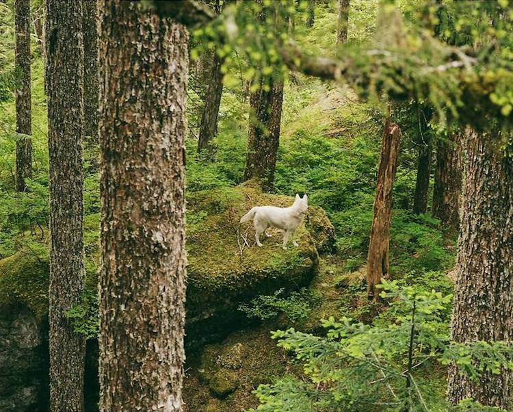 Cachorra resgatada vira modelo e inspiração para fotógrafo canadense