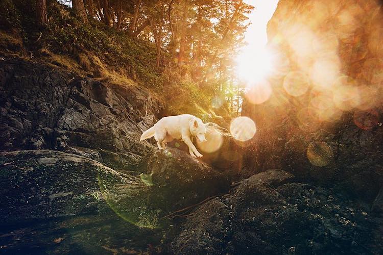 Cachorra resgatada vira modelo e inspiração para fotógrafo canadense