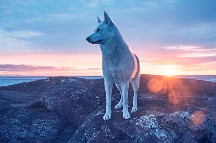 Cachorra resgatada vira modelo e inspiração para fotógrafo canadense