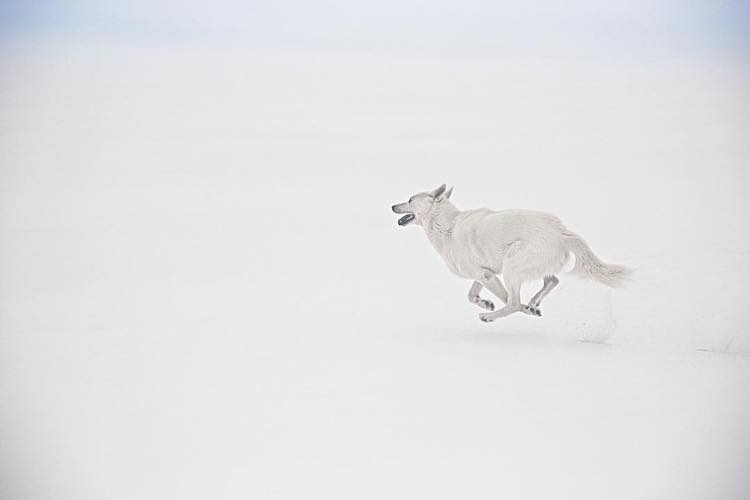 Cachorra resgatada vira modelo e inspiração para fotógrafo canadense