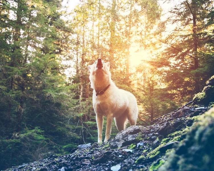 Cachorra resgatada vira modelo e inspiração para fotógrafo canadense