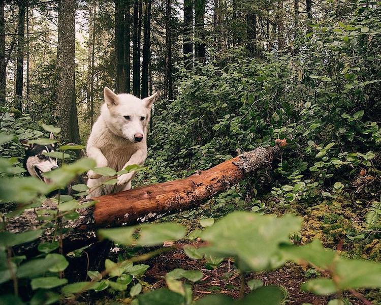 Cachorra resgatada vira modelo e inspiração para fotógrafo canadense