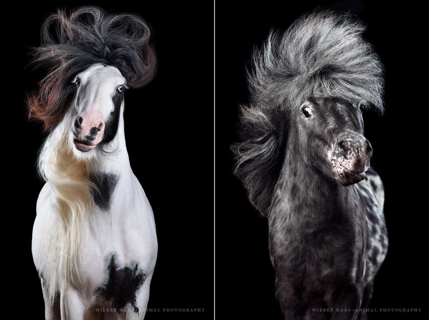 Fotógrafo se especializa em capturar a beleza de cavalos