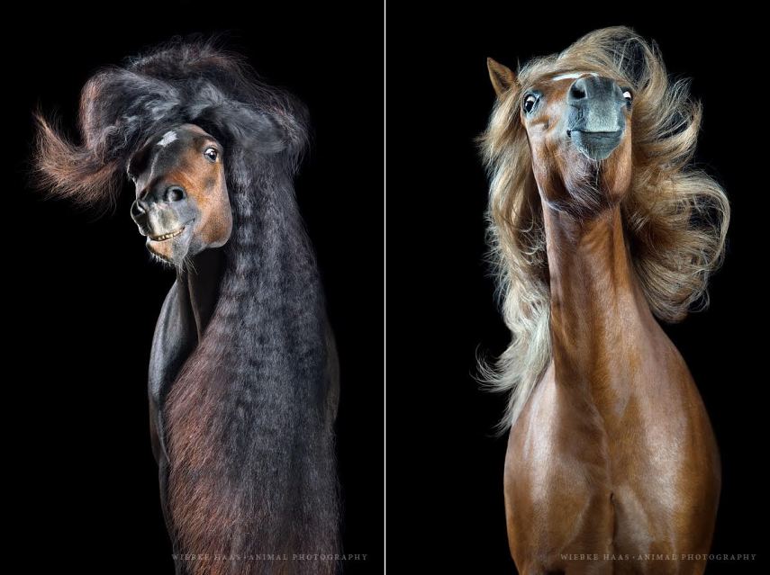 Fotógrafo se especializa em capturar a beleza de cavalos