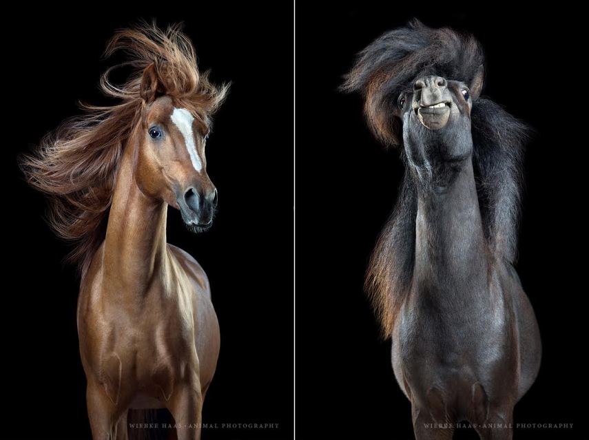 Fotógrafo se especializa em capturar a beleza de cavalos