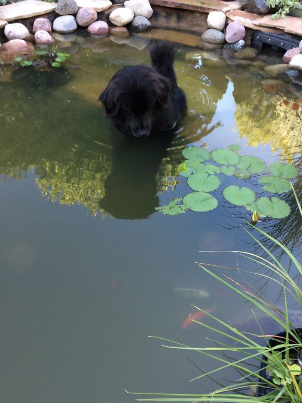 Esses cachorros têm certeza de que são gatos!