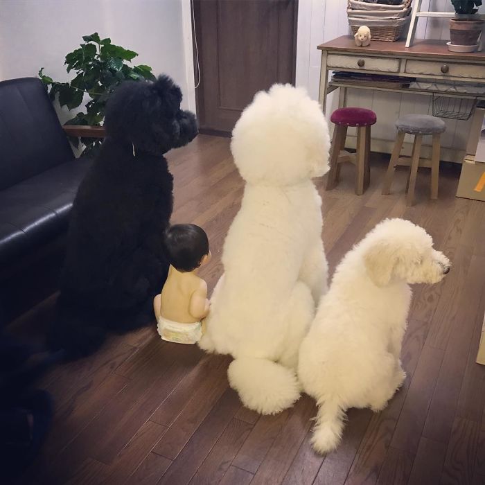 Mame é uma menina japonesa de um ano e, junto com os cachorros gigantes, ela tem as fotos mais fofas do Instagram.