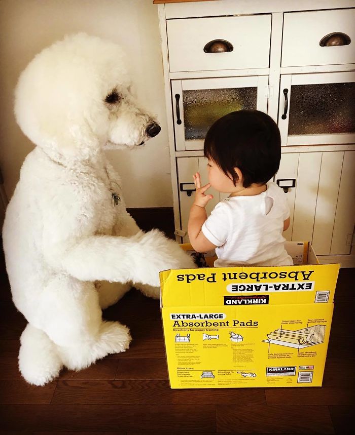 Mame é uma menina japonesa de um ano e, junto com os cachorros gigantes, ela tem as fotos mais fofas do Instagram.