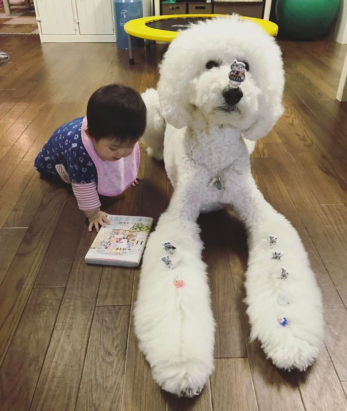 Mame é uma menina japonesa de um ano e, junto com os cachorros gigantes, ela tem as fotos mais fofas do Instagram.