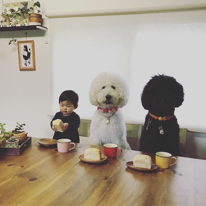 Mame é uma menina japonesa de um ano e, junto com os cachorros gigantes, ela tem as fotos mais fofas do Instagram.