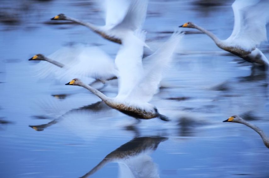  Terceiro lugar na categoria Natureza, foto feita no Japão