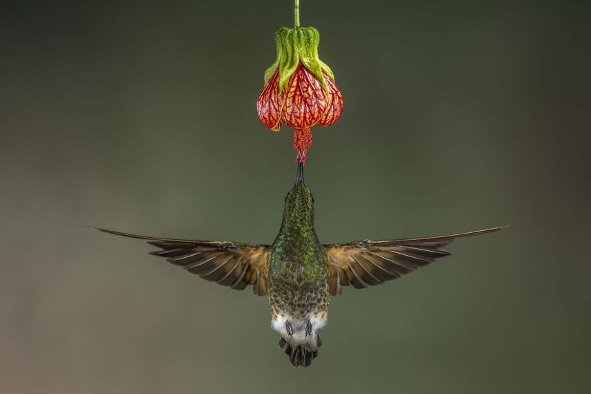  Vencedora na votação popular na categoria Natureza