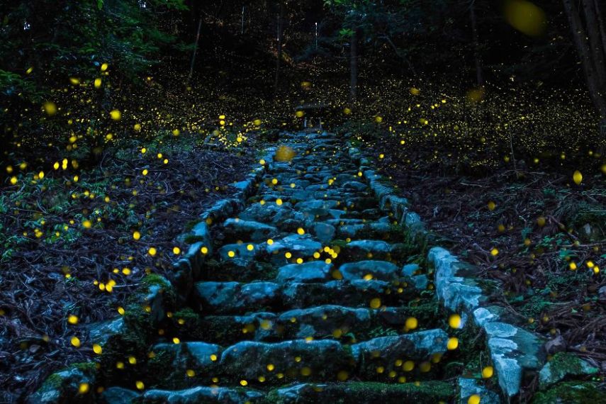Menção honrosa na categoria Natureza. Foto feita em Tamba, no Japão 