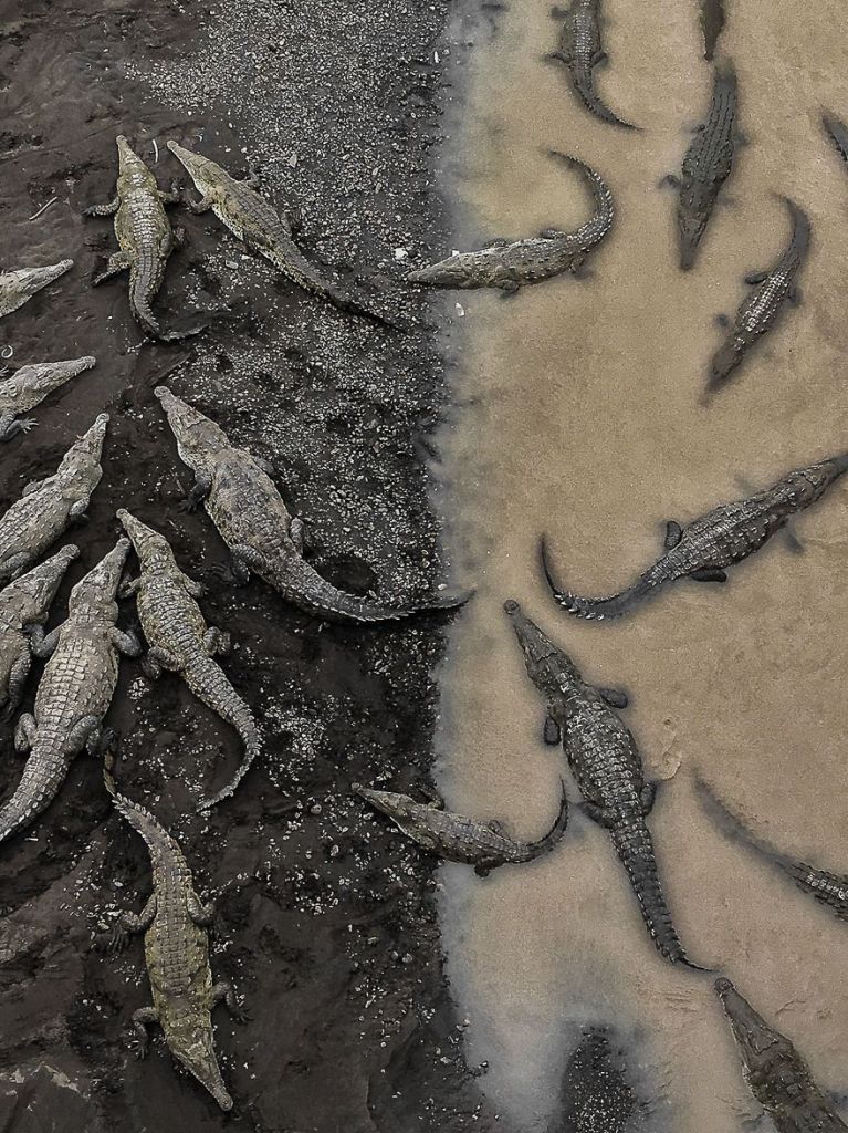  Terceiro lugar na categoria Natureza. Foto em Rio Tarcoles, Costa Rica