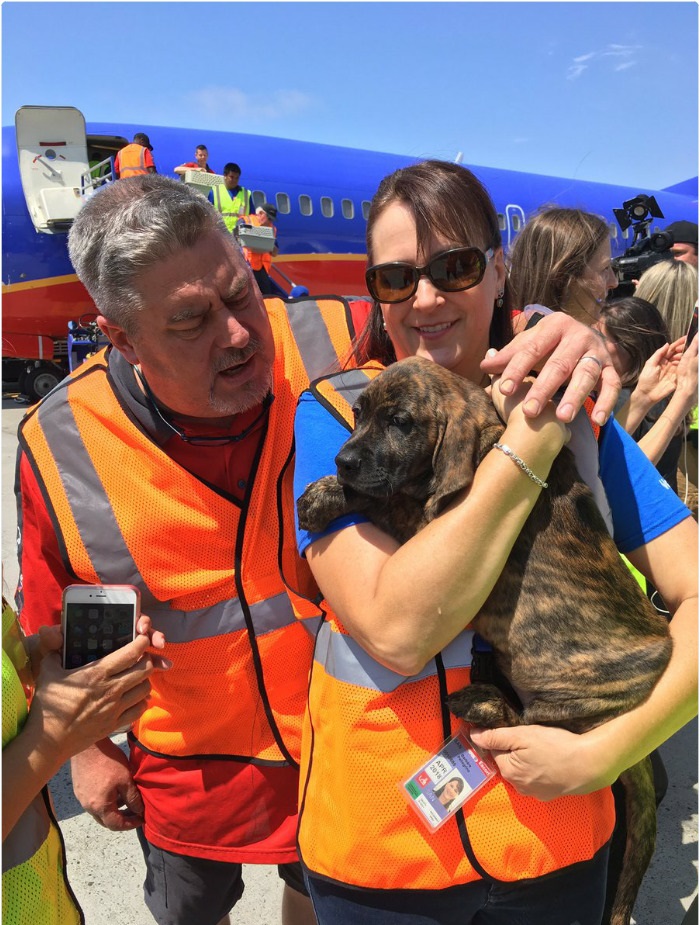 A Southwest Airlines decidiu ajudar a salvar animais órfãos que sofriam por causa da enchente em Houston, no Texas, após a dramática passagem do furacão Harvey. Para isso, a companhia aérea encheu a cabine de um de seus aviões com animais!