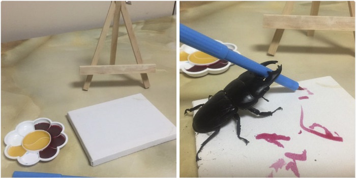 Uma professora de inglês no Japão é a orgulhosa dona de um besouro, que faz desenhos, tem uma cama especial e uma mesinha para suas refeições