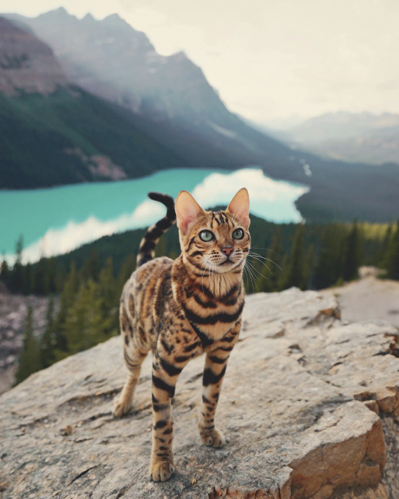 A bela é a estrela do Instagram @sukiicat, que tem mais de 157 mil seguidores, e mostra suas viagens pelo Canadá