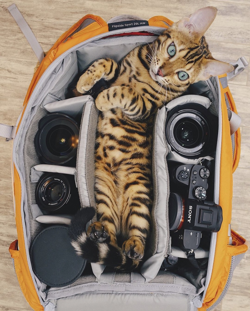 A bela é a estrela do Instagram @sukiicat, que tem mais de 157 mil seguidores, e mostra suas viagens pelo Canadá