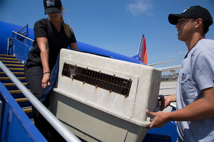 A Southwest Airlines decidiu ajudar a salvar animais órfãos que sofriam por causa da enchente em Houston, no Texas, após a dramática passagem do furacão Harvey. Para isso, a companhia aérea encheu a cabine de um de seus aviões com animais!