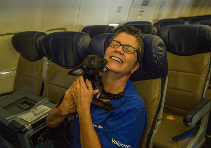 A Southwest Airlines decidiu ajudar a salvar animais órfãos que sofriam por causa da enchente em Houston, no Texas, após a dramática passagem do furacão Harvey. Para isso, a companhia aérea encheu a cabine de um de seus aviões com animais!