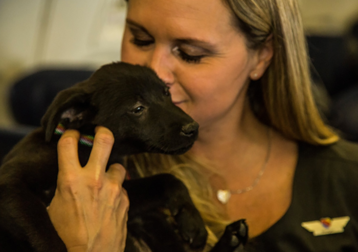 A Southwest Airlines decidiu ajudar a salvar animais órfãos que sofriam por causa da enchente em Houston, no Texas, após a dramática passagem do furacão Harvey. Para isso, a companhia aérea encheu a cabine de um de seus aviões com animais!