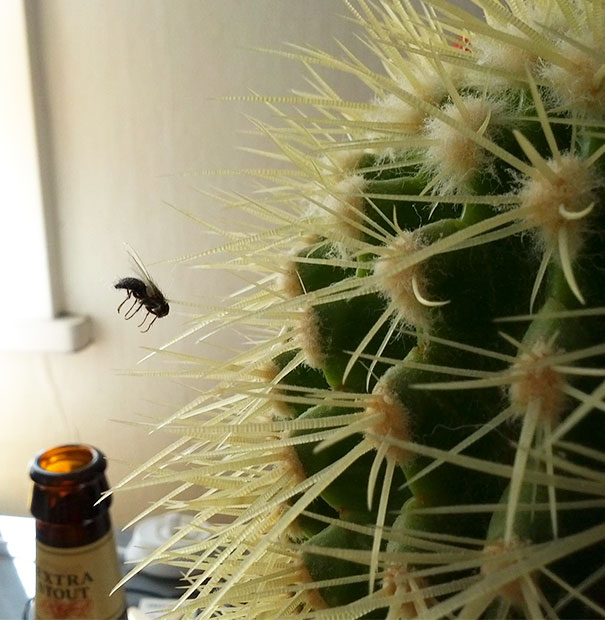 Essa mosca acertou em cheio os espinhos do cacto