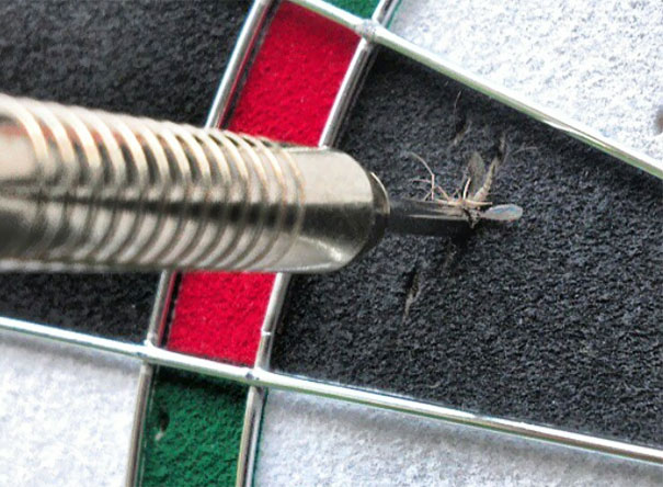 Esse mosquito foi atingido por um dardo