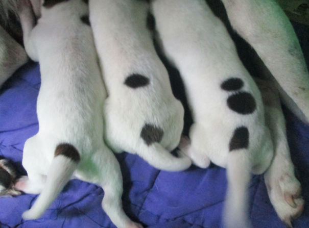 E essas manchinhas?