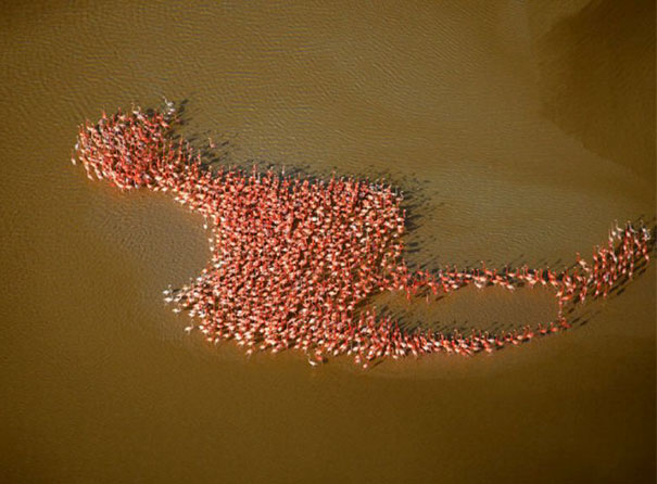 Flamingos formam um grande flamingo
