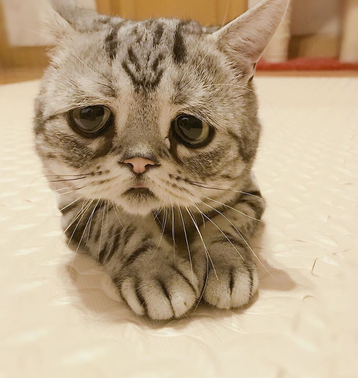 Ô, meu Deus! Dá para não se apaixonar por essa carinha desanimada?