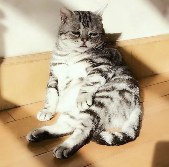 Ô, meu Deus! Dá para não se apaixonar por essa carinha desanimada?