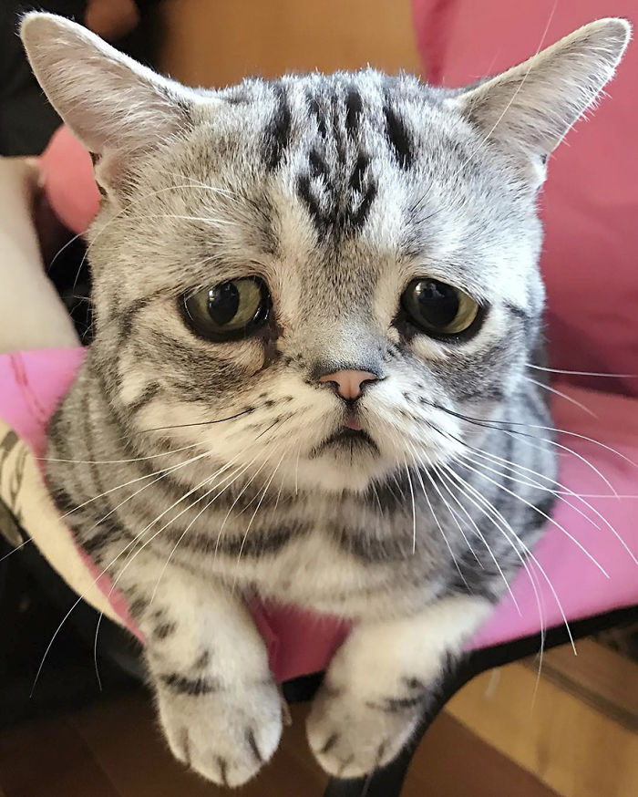 Ô, meu Deus! Dá para não se apaixonar por essa carinha desanimada?