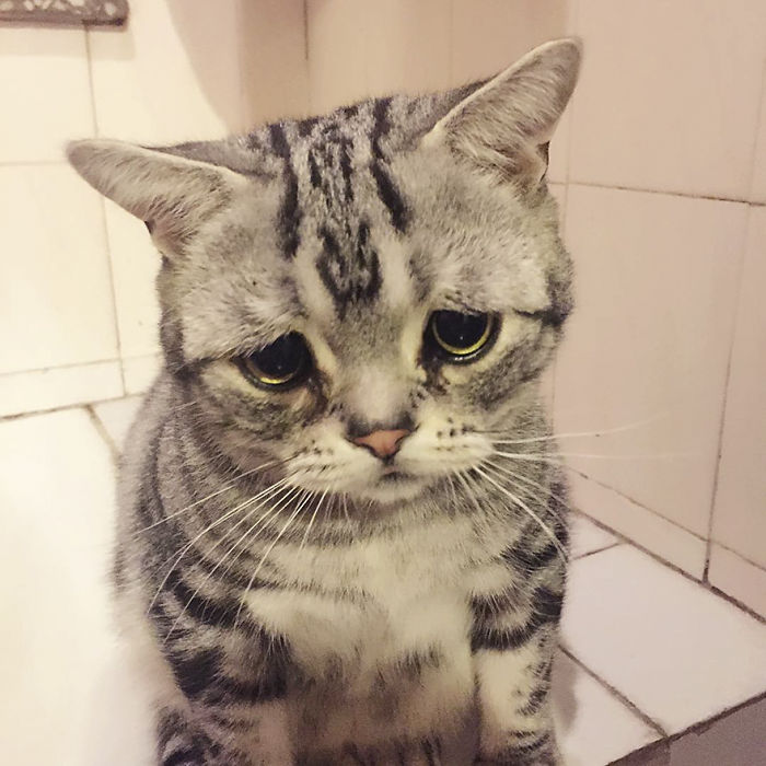Ô, meu Deus! Dá para não se apaixonar por essa carinha desanimada?