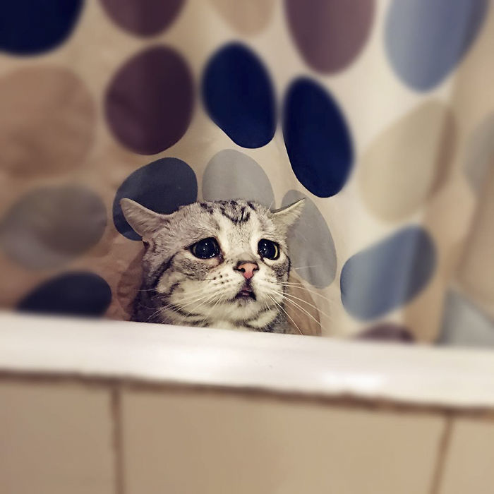 Ô, meu Deus! Dá para não se apaixonar por essa carinha desanimada?