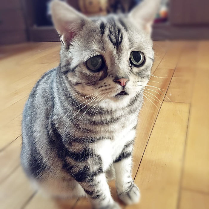 Ô, meu Deus! Dá para não se apaixonar por essa carinha desanimada?