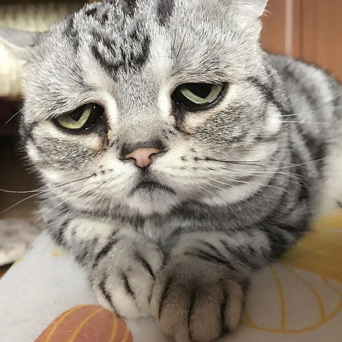 Ô, meu Deus! Dá para não se apaixonar por essa carinha desanimada?