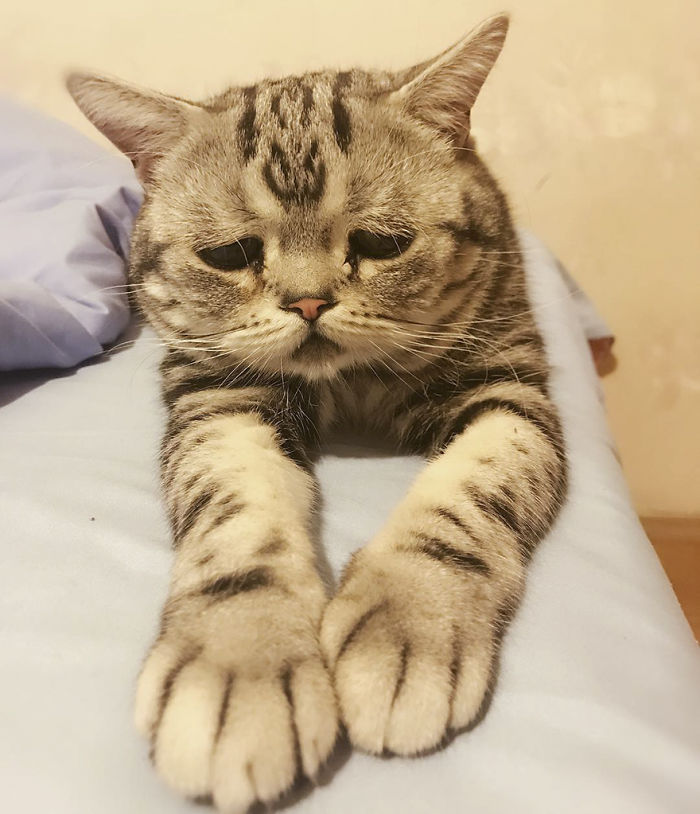 Ô, meu Deus! Dá para não se apaixonar por essa carinha desanimada?