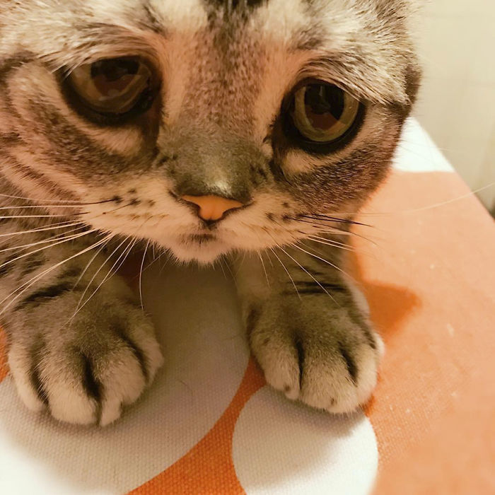 Ô, meu Deus! Dá para não se apaixonar por essa carinha desanimada?