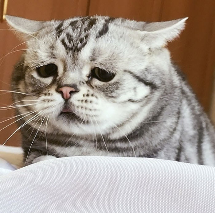 Ô, meu Deus! Dá para não se apaixonar por essa carinha desanimada?