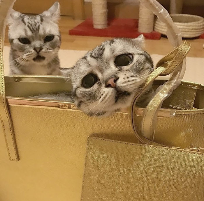 Ô, meu Deus! Dá para não se apaixonar por essa carinha desanimada?
