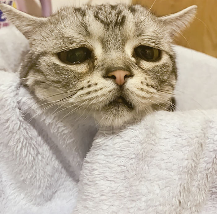 Ô, meu Deus! Dá para não se apaixonar por essa carinha desanimada?