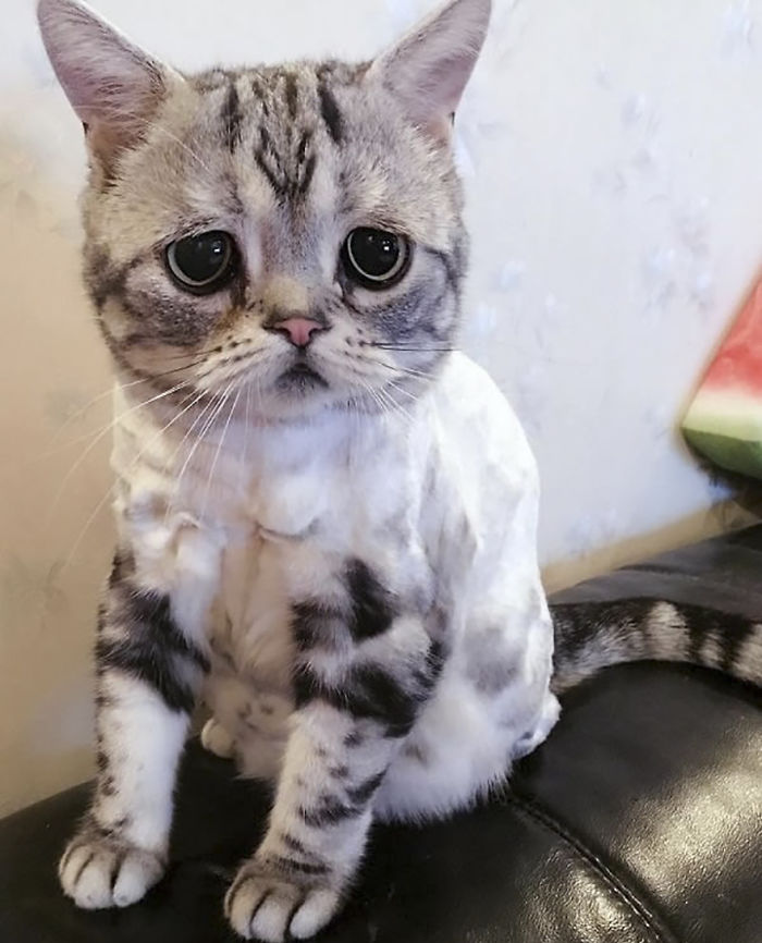 Ô, meu Deus! Dá para não se apaixonar por essa carinha desanimada?