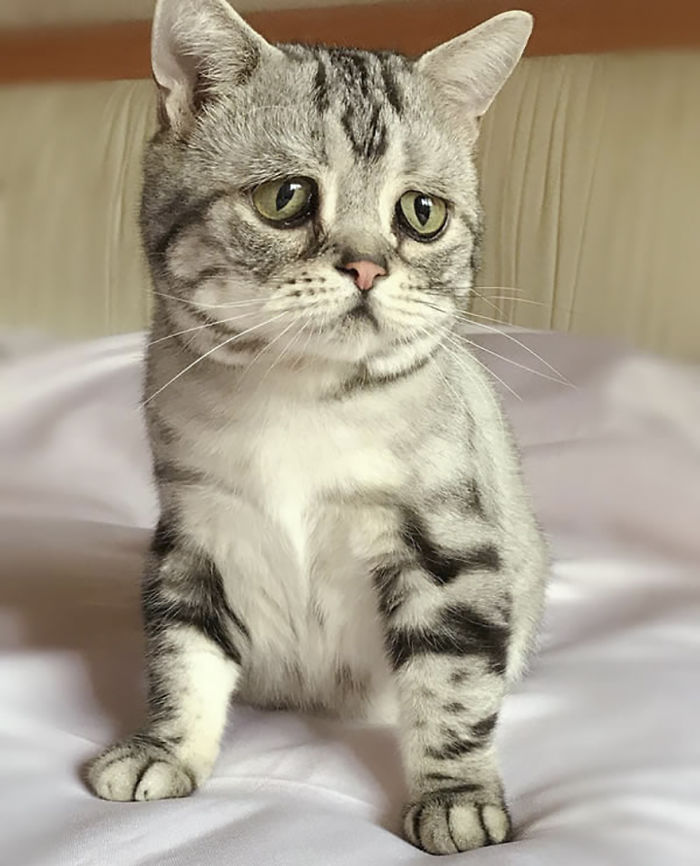 Ô, meu Deus! Dá para não se apaixonar por essa carinha desanimada?
