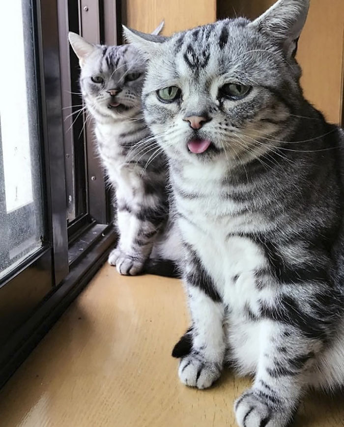Ô, meu Deus! Dá para não se apaixonar por essa carinha desanimada?