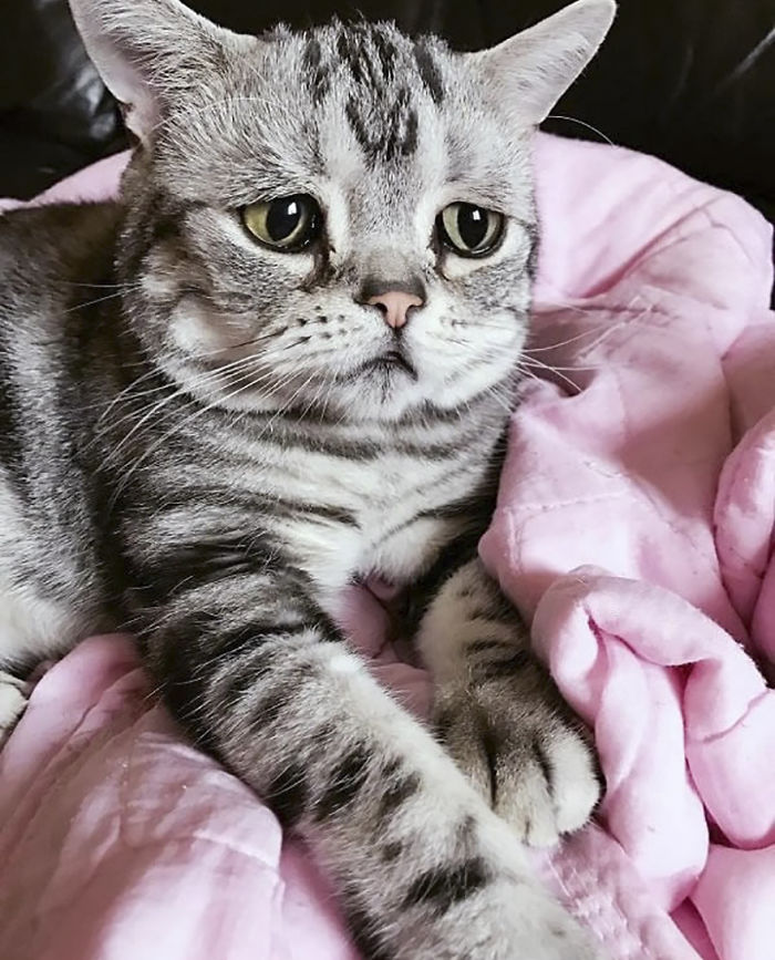 Ô, meu Deus! Dá para não se apaixonar por essa carinha desanimada?
